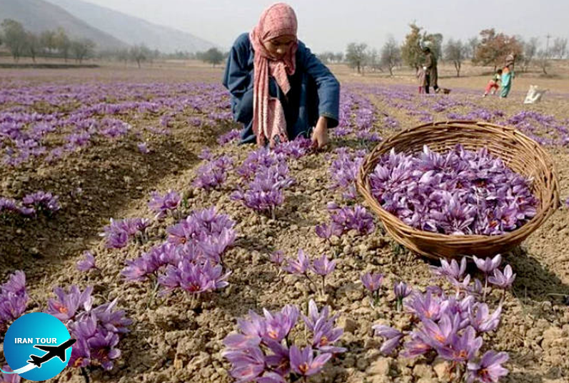 Fields of saffron at Khorasan province, Iran