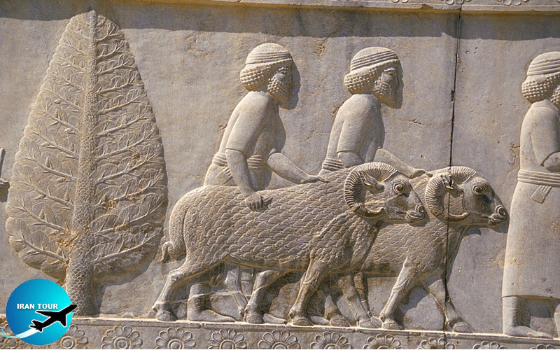  Persepolis palace Gifts from various countries to the Achaemenid monarch on the wall of the Apadana palace