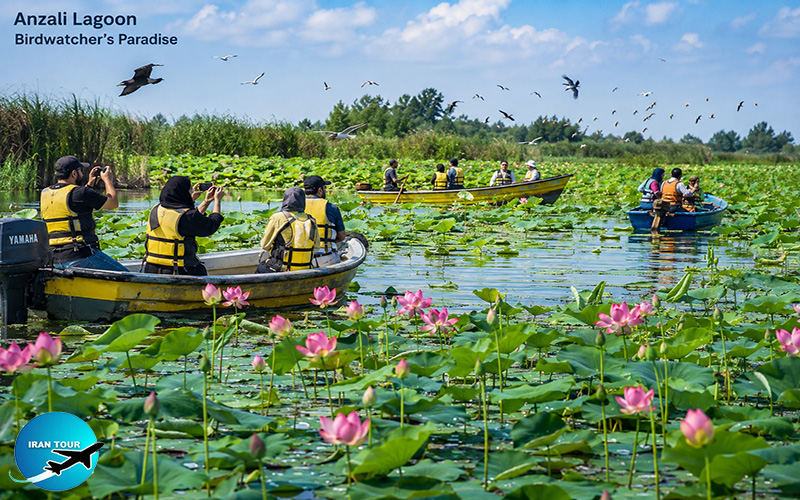 Anzali Lagoon The Paradise of Bird Watchers