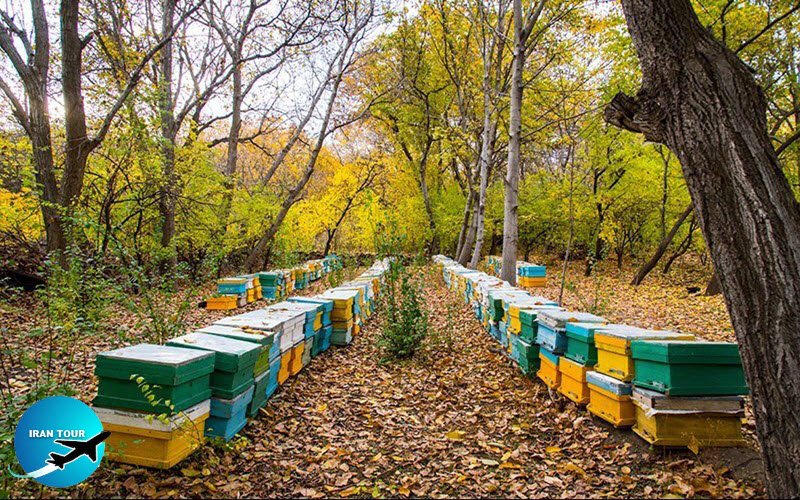 bee colonies in Khansar city